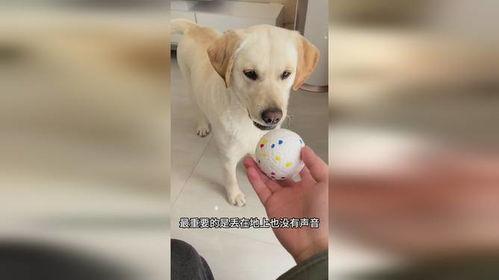 狗子的最新爆料,娱乐圈惊天大秘密大揭秘！